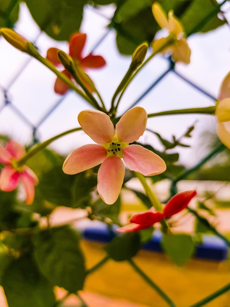 Foto close-up de planta com flores