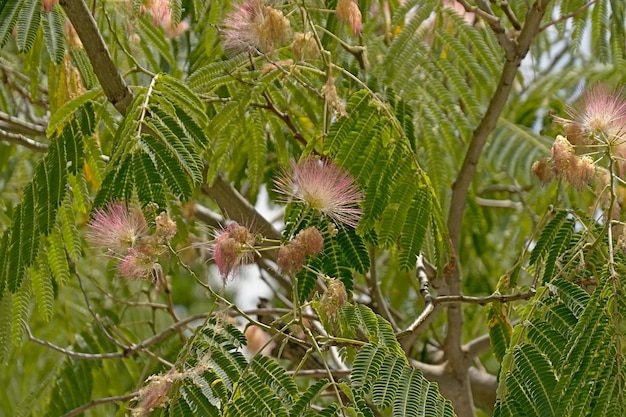 Close-up de planta com flores