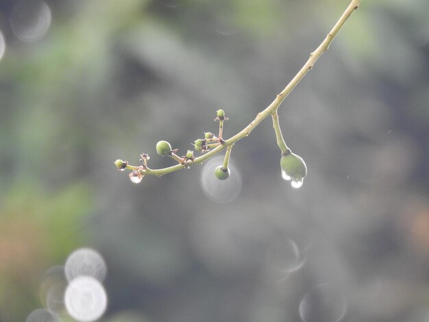 Close-up de planta com flores