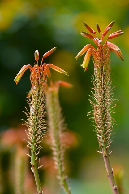 Foto close-up de planta com flores