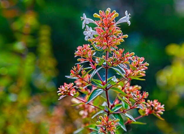 Foto close-up de planta com flores