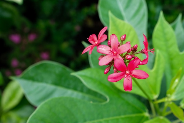 Close-up de planta com flores