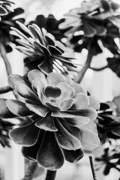 Close-up de planta com flores