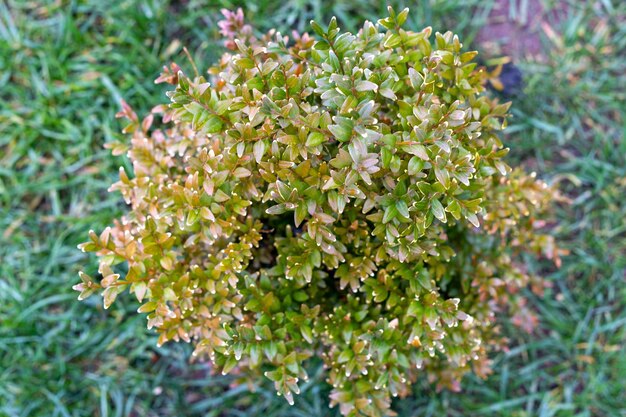 Foto close-up de planta com flores