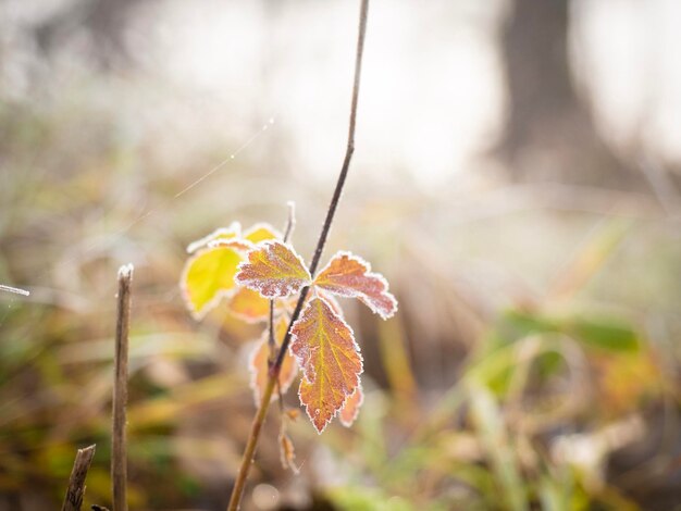 Foto close-up de planta com flores