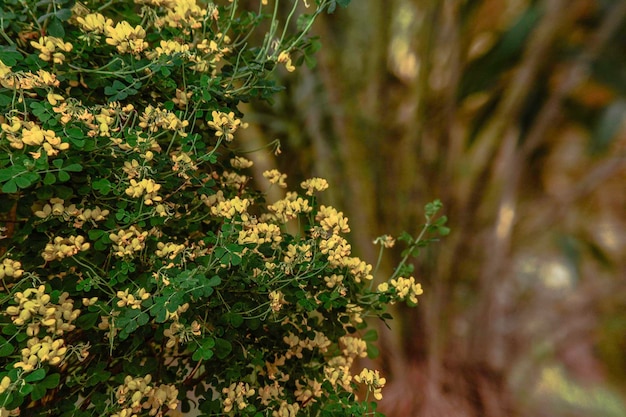 Close-up de planta com flores