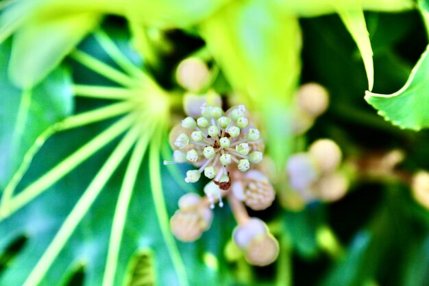 Foto close-up de planta com flores