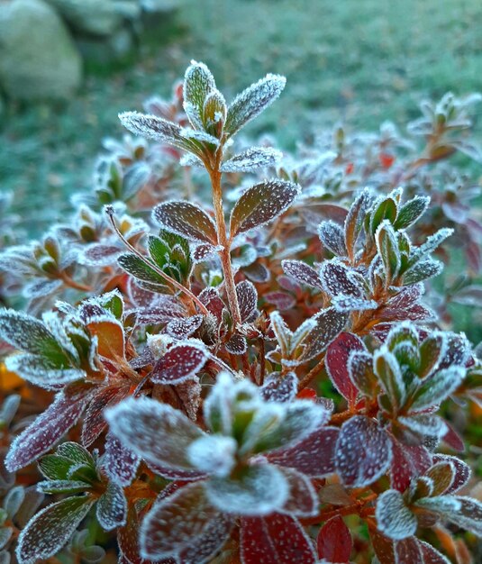 Foto close-up de planta com flores