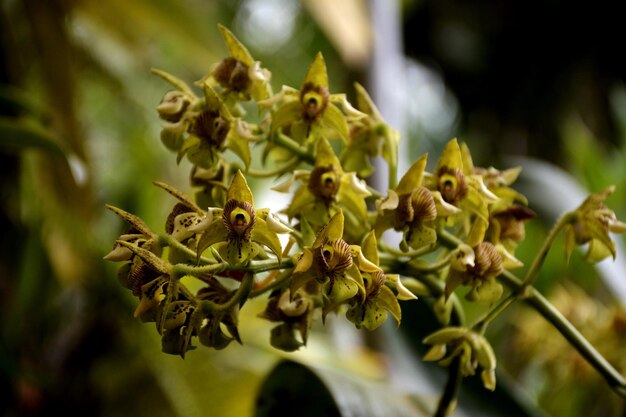 Foto close-up de planta com flores