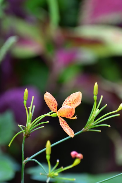 Foto close-up de planta com flores