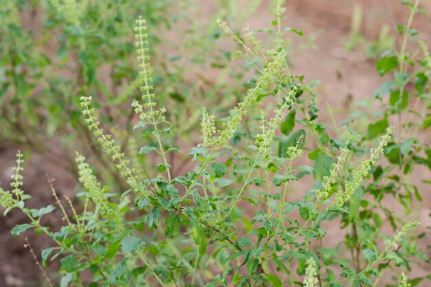 Foto close-up de planta com flores