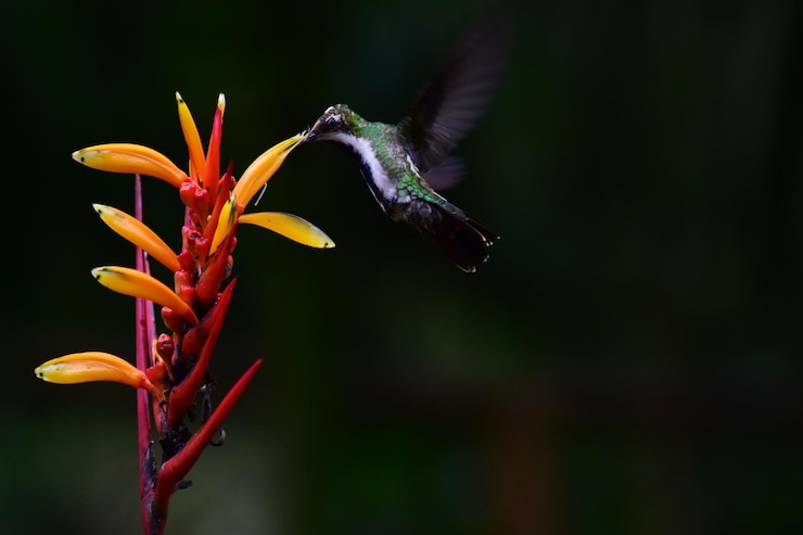 Foto close-up de planta com flores
