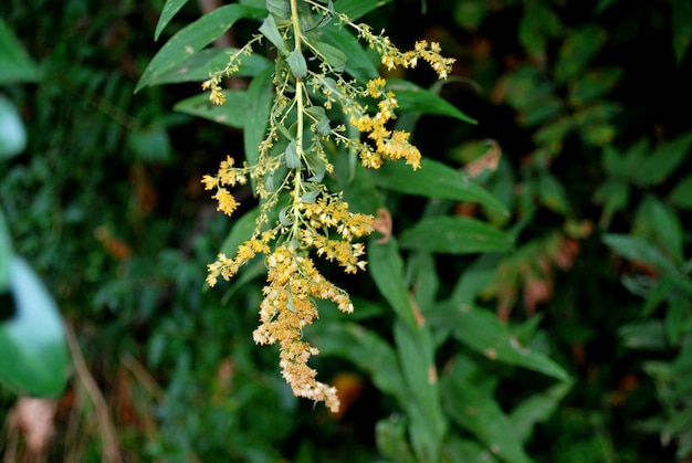 Foto close-up de planta com flores