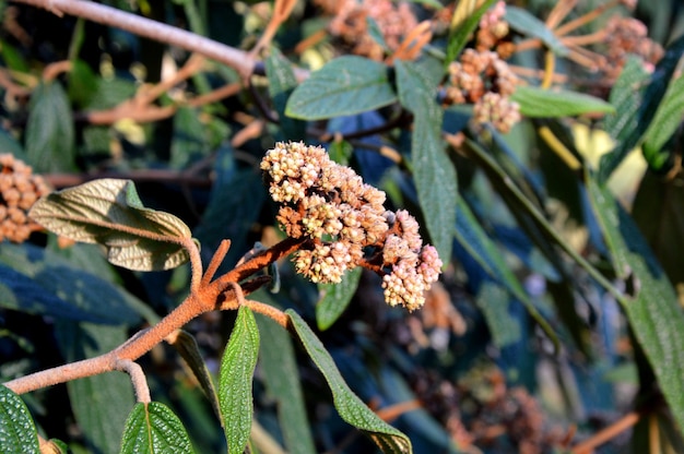 Foto close-up de planta com flores