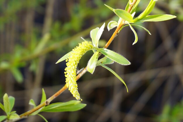 Foto close-up de planta com flores