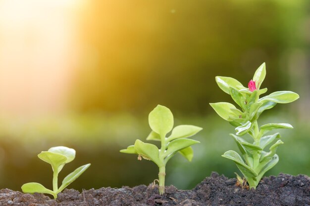 Close-up de planta com flores