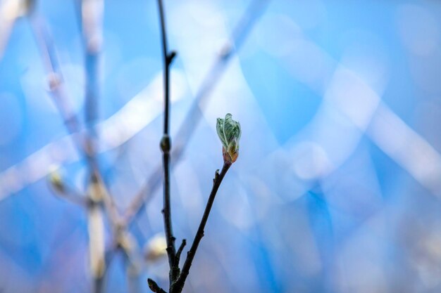 Foto close-up de planta com flores