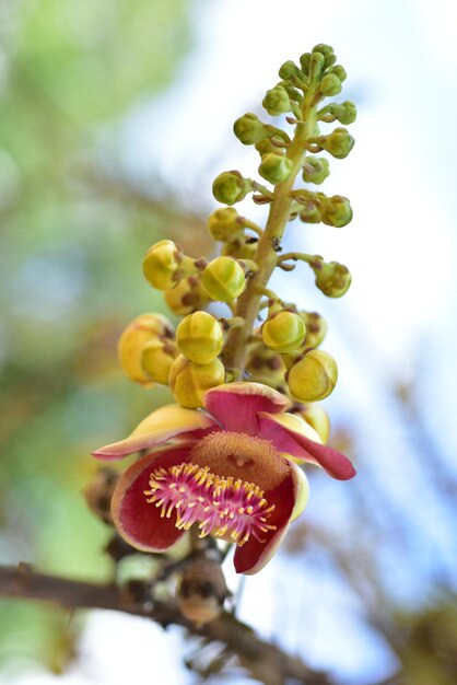 Foto close-up de planta com flores