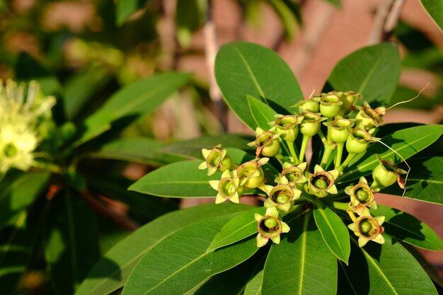 Foto close-up de planta com flores