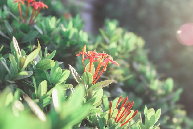 Close-up de planta com flores