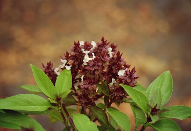 Foto close-up de planta com flores