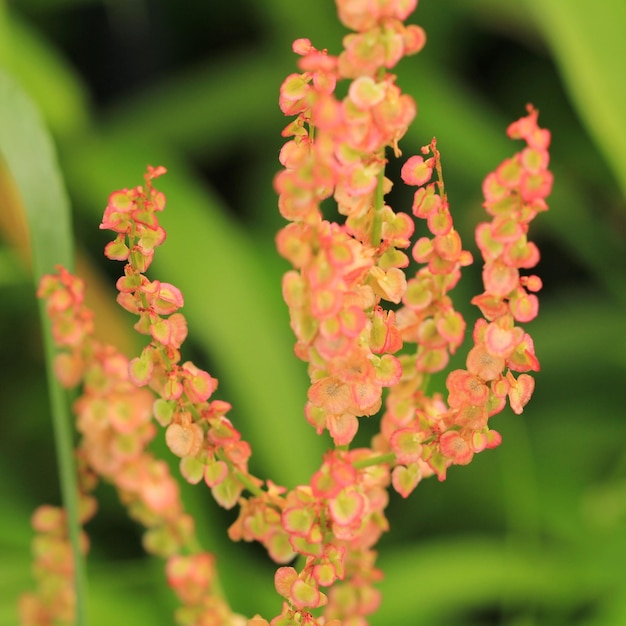 Foto close-up de planta com flores