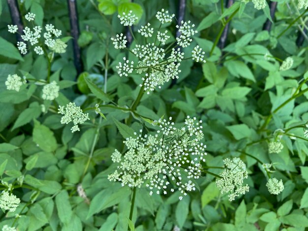 Foto close-up de planta com flores