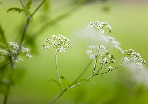 Foto close-up de planta com flores