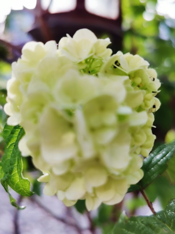 Foto close-up de planta com flores