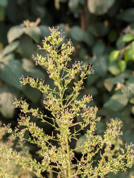 Foto close-up de planta com flores