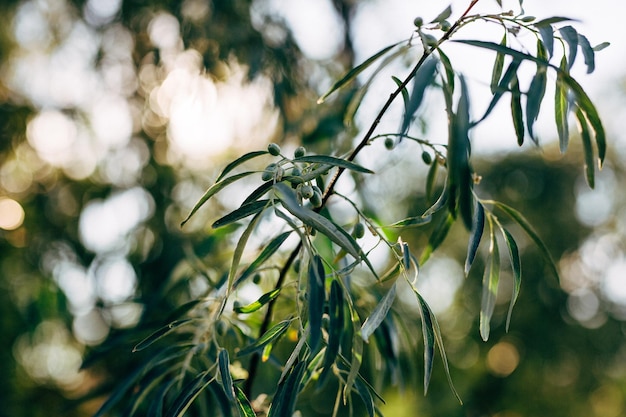 Close-up de planta com flores