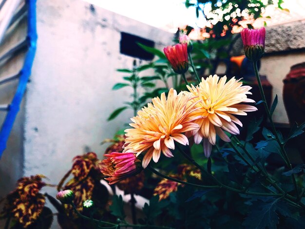 Close-up de planta com flores