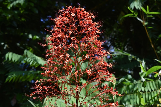 Close-up de planta com flores