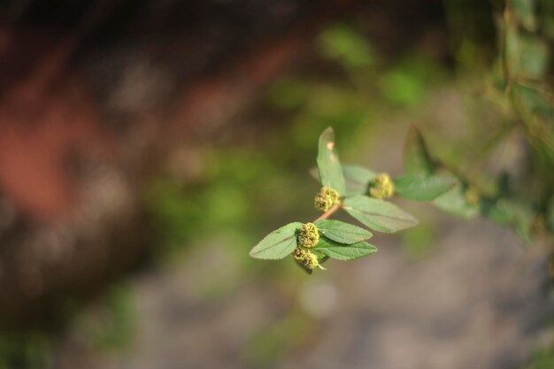 Foto close-up de planta com flores