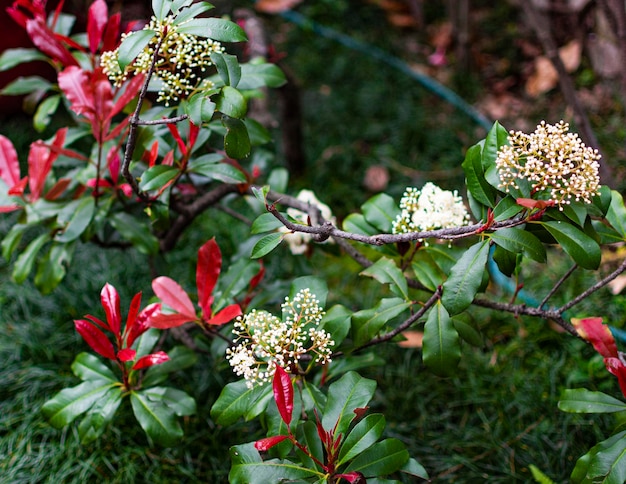 Foto close-up de planta com flores