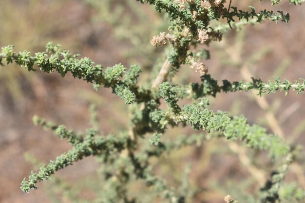 Foto close-up de planta com flores