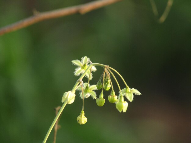 Foto close-up de planta com flores