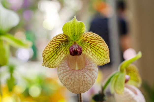 Foto close-up de planta com flores