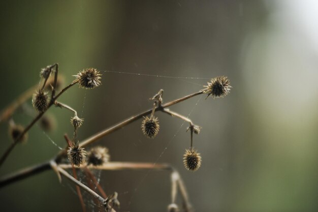 Close-up de planta com flores