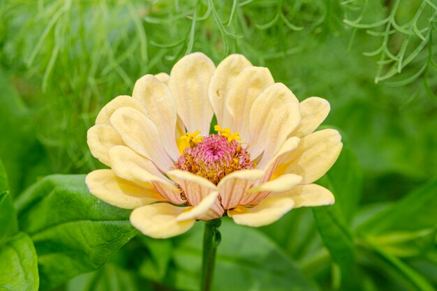 Foto close-up de planta com flores