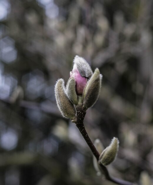 Foto close-up de planta com flores