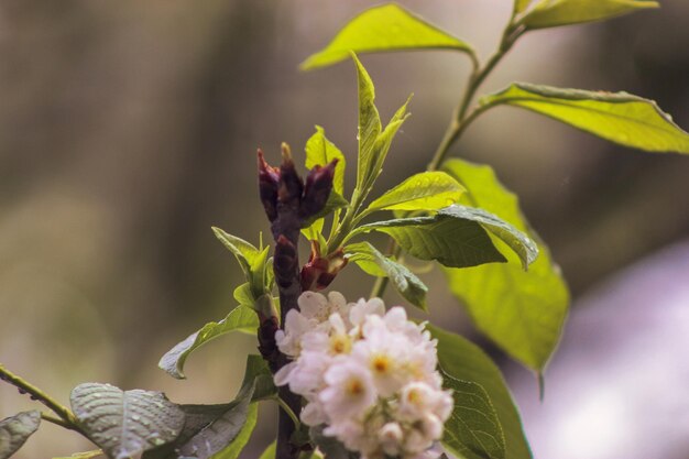 Close-up de planta com flores