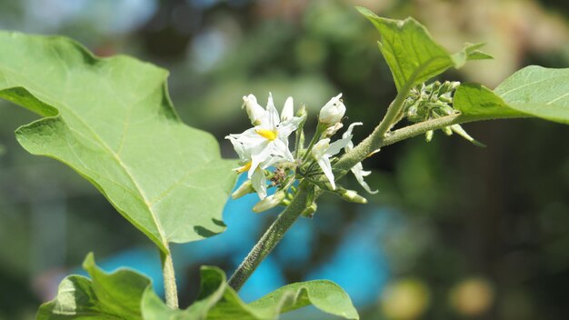 Close-up de planta com flores