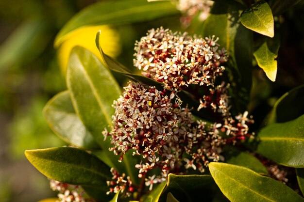 Close-up de planta com flores