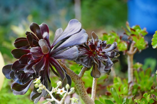 Foto close-up de planta com flores