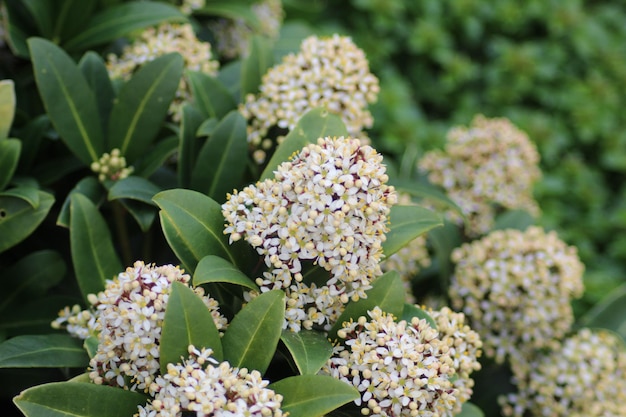 Foto close-up de planta com flores