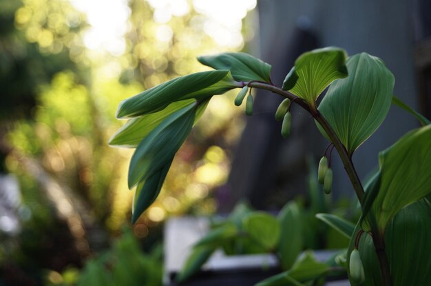 Foto close-up de planta com flores