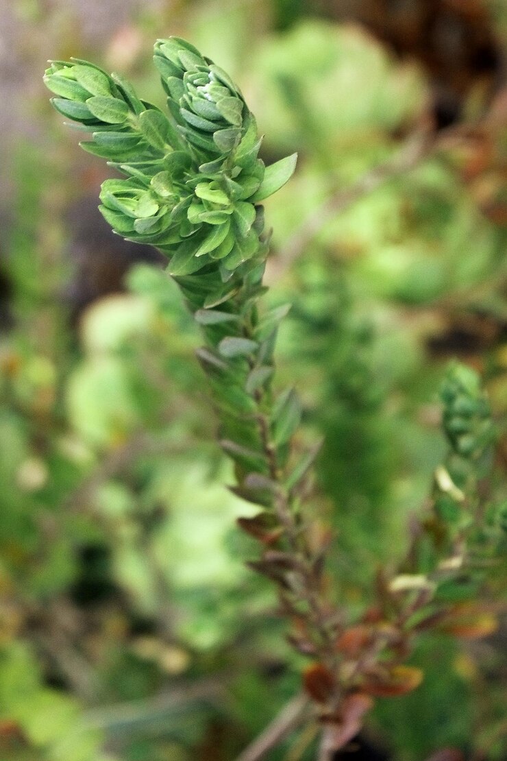 Foto close-up de planta com flores