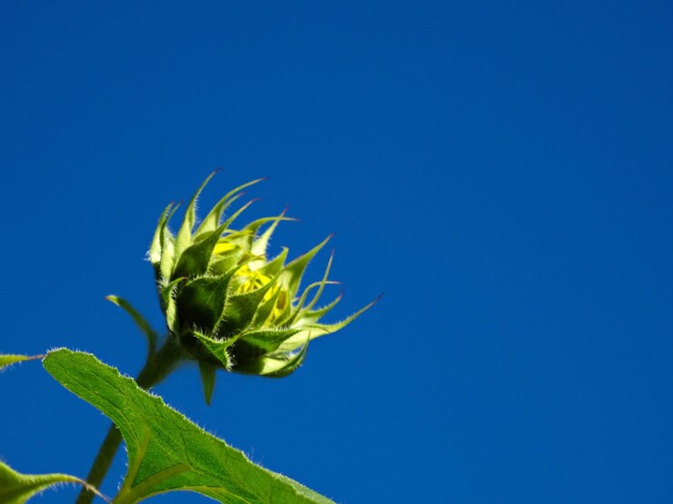 Foto close-up de planta compacta contra o céu azul