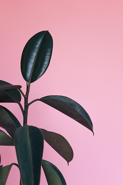 Close-up de planta crescendo contra fundo rosa